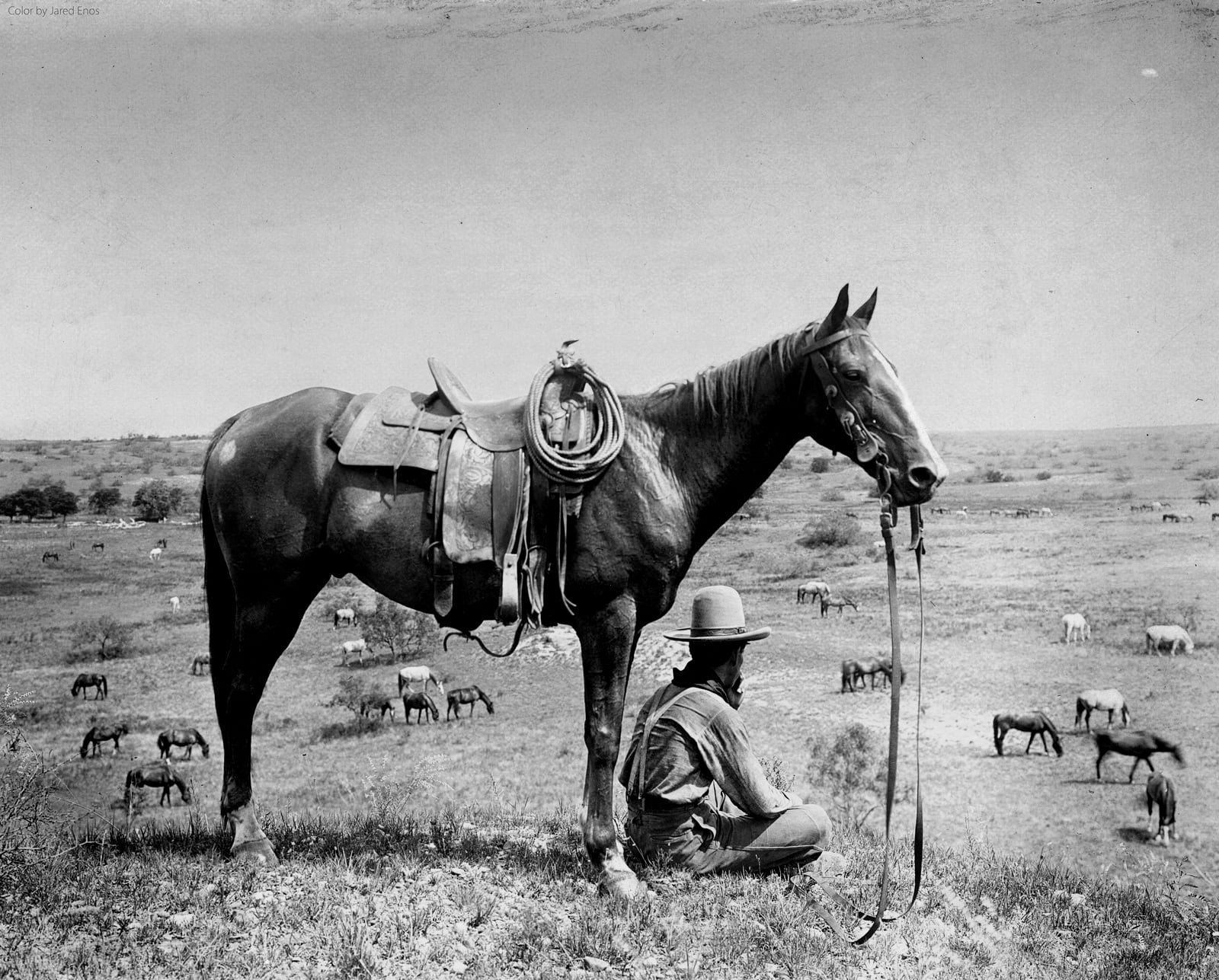 american-quarter-horse-nick-brumby-westerns