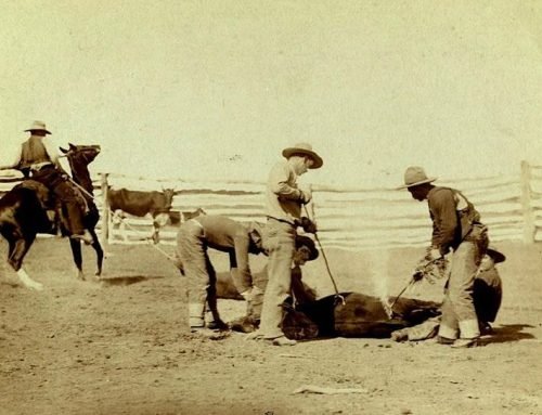 Old West cattle brands